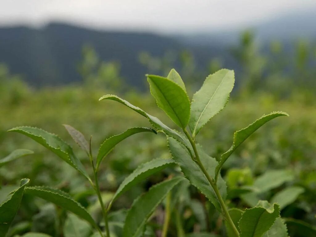 В россии растет чай. Чайные плантации Кубани. Чайные плантации в Краснодарском крае. Чайные плантации на Кавказе. Краснодарский чай плантации.