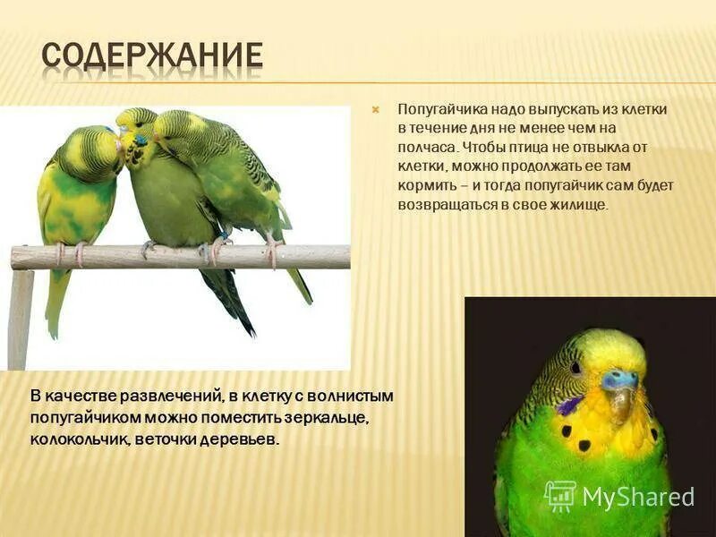 Какие слова говорят попугаи. Попугай для презентации. Презентация на тему попугай. Волнистый попугай презентация. Проект про попугая.