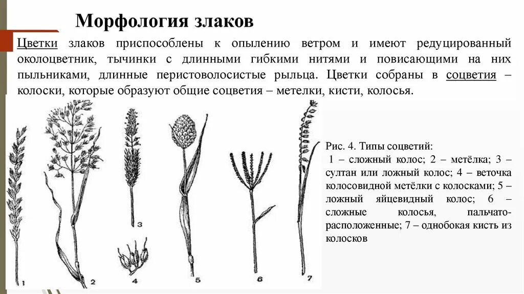 Роды злаковых. Редуцированный элемент цветка злаков. Строение околоцветника злаковых. Семейство злаки схема. Редуцированные цветы злаковых.