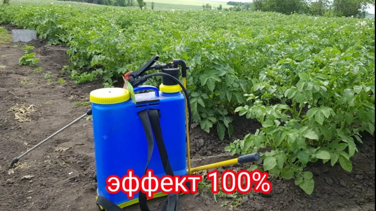 Обработка огурцов интавиром