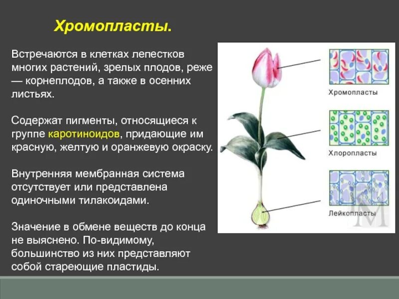 Пластиды встречаются в клетках растительных. Растения с хромопластами. хромопласты в лепестках. хромопласты в растительных клетках. строение хромопластов в клетке.