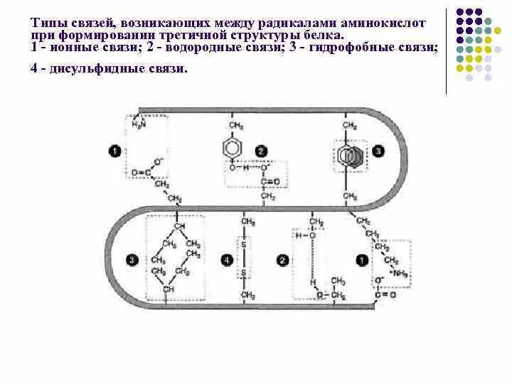 Связи между радикалами аминокислот. Типы связей при формировании третичной структуры белка. типы связей возникающих при формировании третичной структуры белка. гидрофобные связи между радикалами аминокислот. типы связей между радикалами аминокислот.
