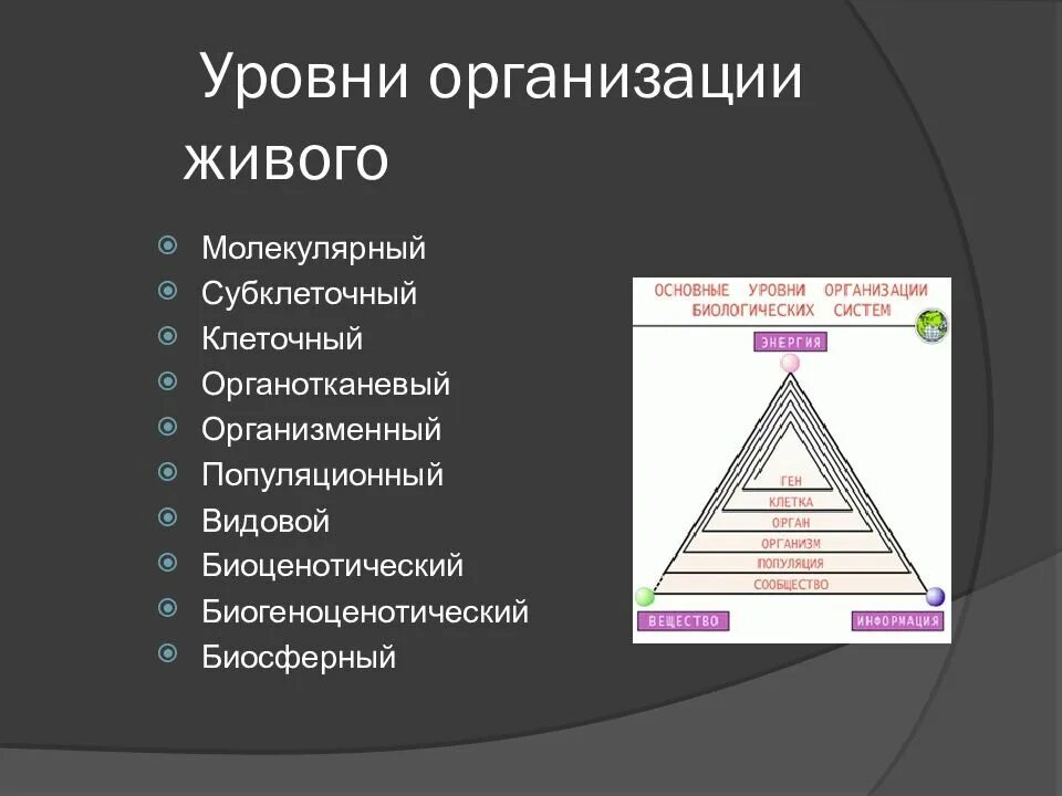1 организационный уровень. Уровни организации живого. Пирамида уровней предприятия. Пирамида уровней в биологии.