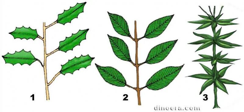 Листья расположены вертикально. Листорасположение побега. Листорасположение листьев клена. Расположение листа. Лист на стебле.