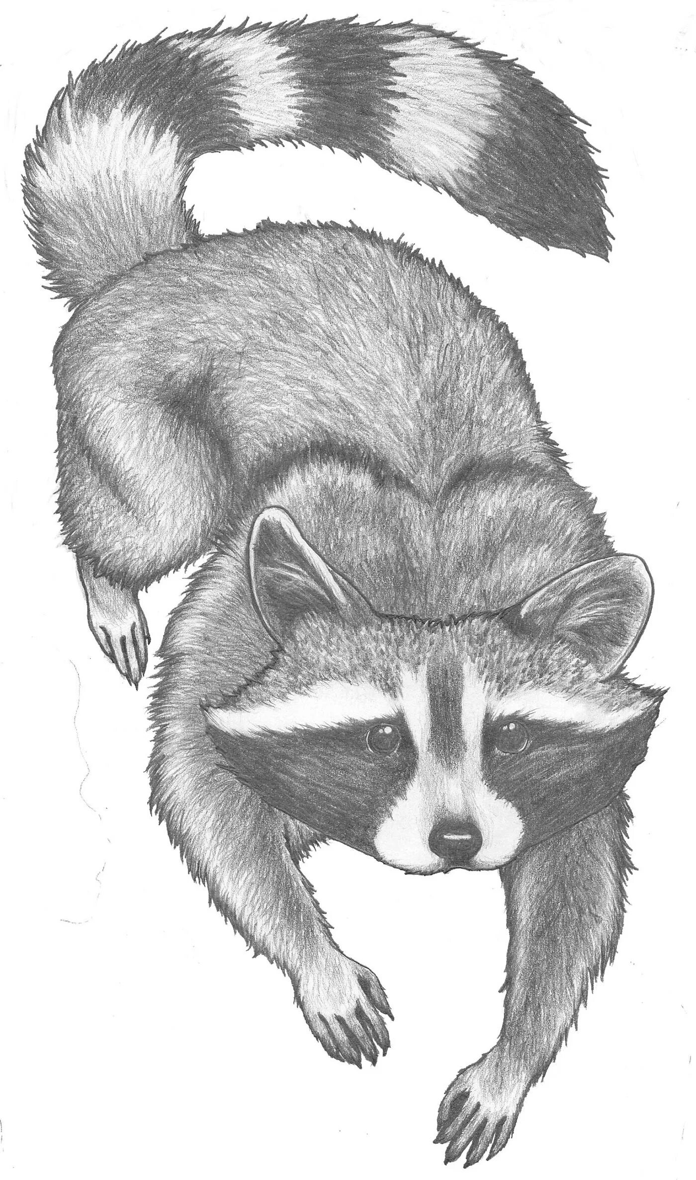 Енот для выжигания. Как рисовать енота. Енот пошаговый рисунок. Нарисовать енота карандашом. Енот набросок.