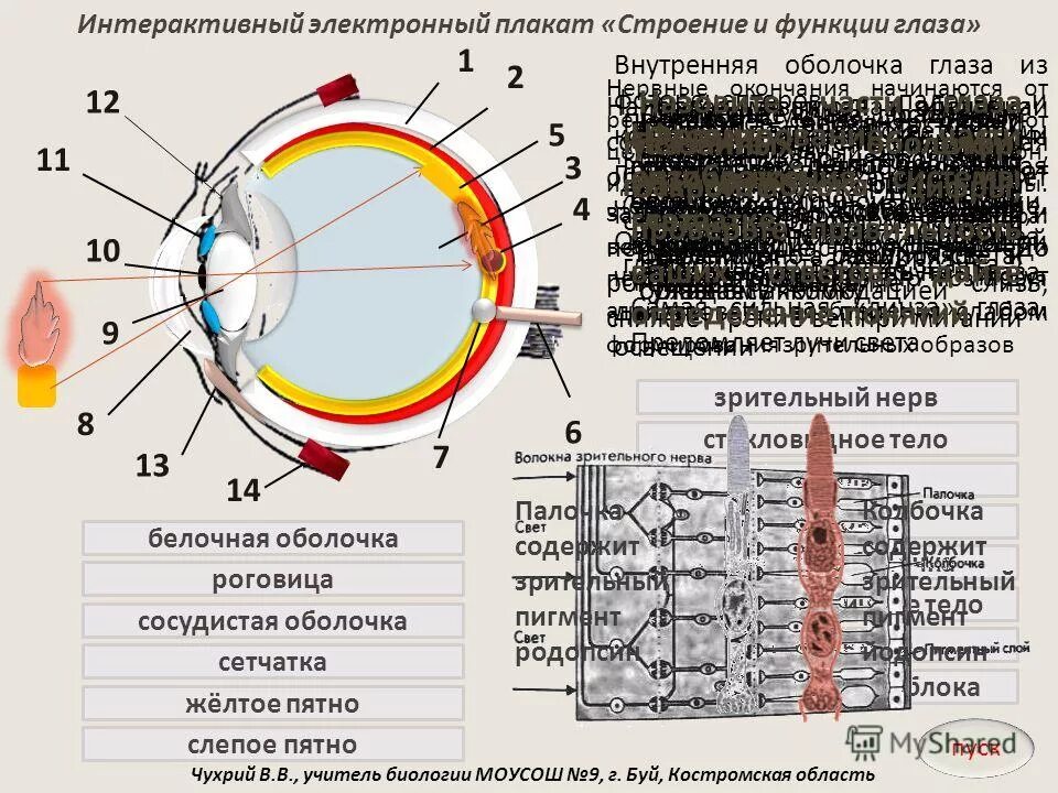 Структуры глаза зрительный нерв