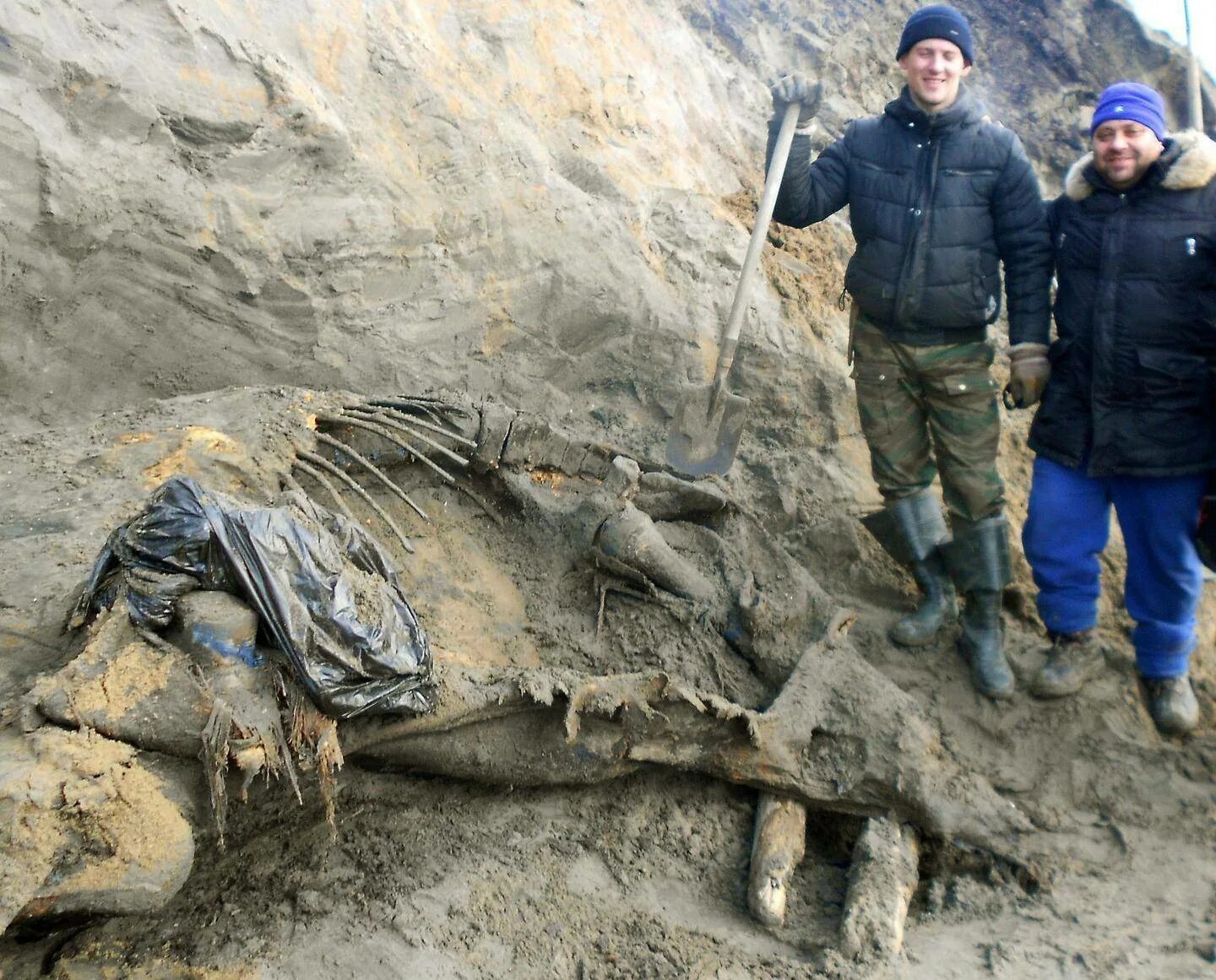 Находки во льдах. Сопкаргинский мамонт Женя. Сопкаргинский мамонт Таймыр. Таймыр находки Мамонтов. Мамонт раскопки Таймыр.