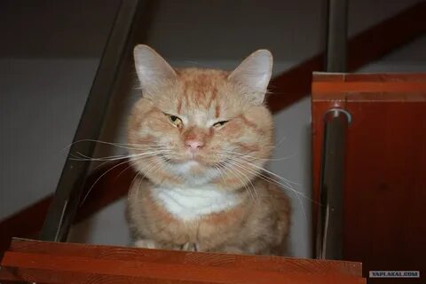 Узкоглазый кот