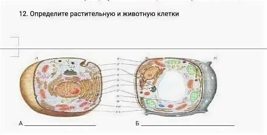 Есть ли клеточный центр у растительной клетки