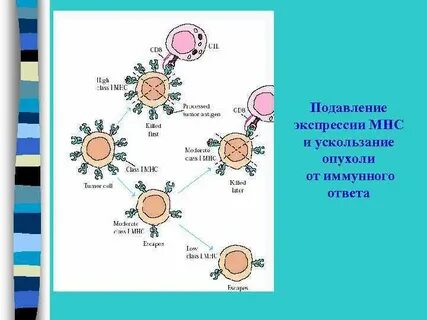 Иммунный ответ на опухоль