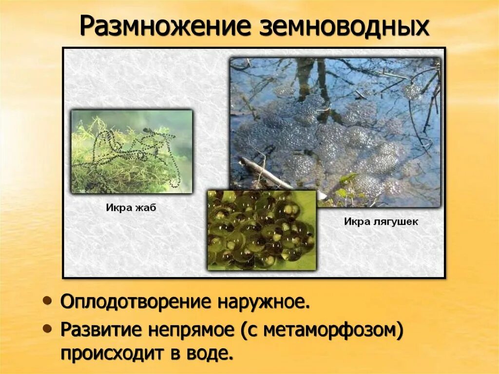 Каким способом размножаются амфибии