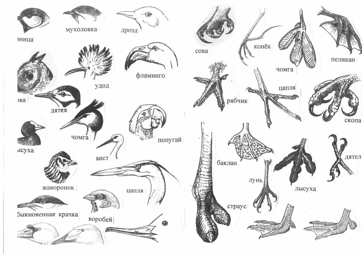 Типы клювов у птиц. Строение клюва насекомоядных птиц. Строение клюва водоплавающих птиц. Разнообразие клювов и лап птиц. Клювы и когти птиц