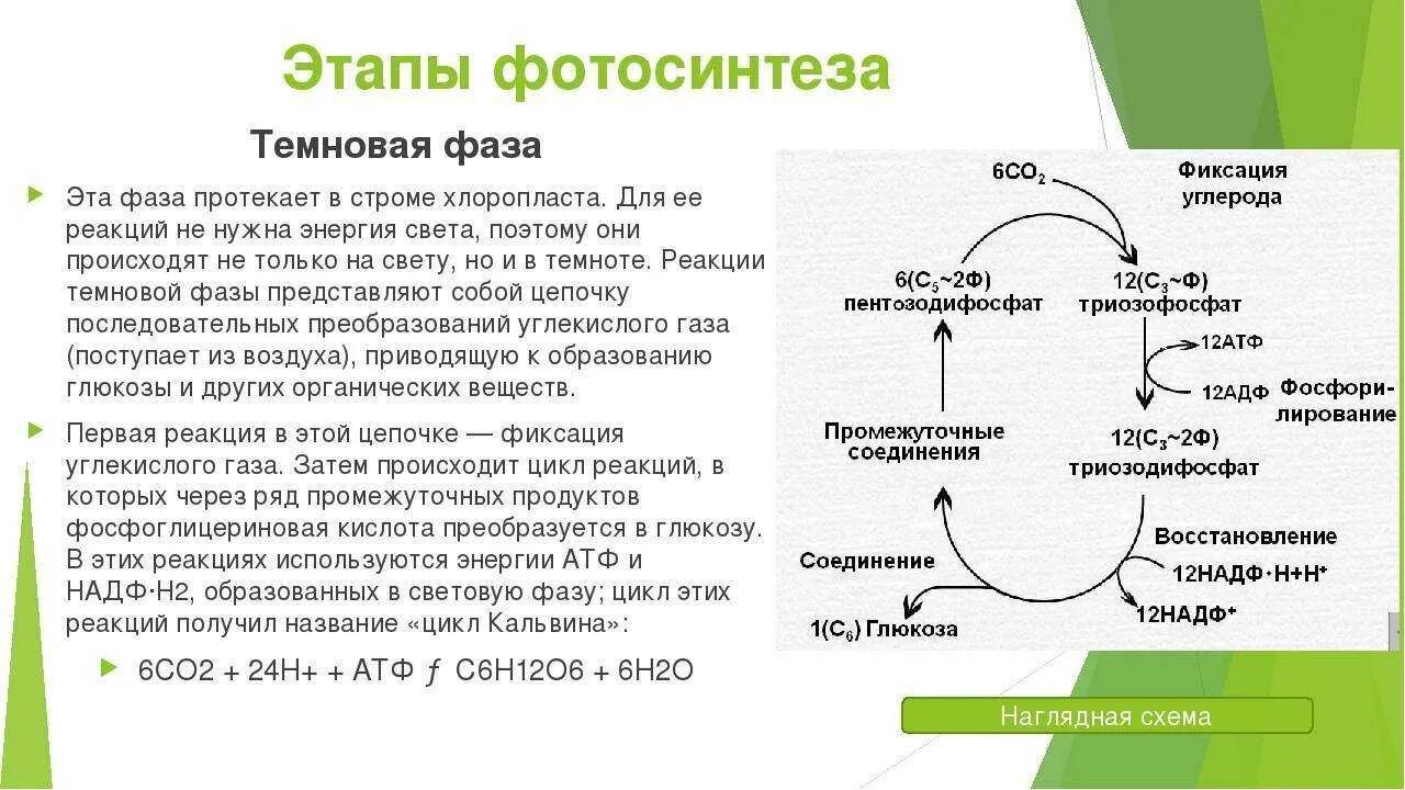 Световая стадия темновая стадия. Темновая фаза фотосинтеза процессы. Процессы Темновой фазы фотосинтеза. Биология фотосинтез 10 класс световая и темновая фаза. Световая и темновая фаза кратко.