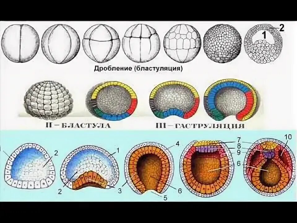 Начальный этап развития оплодотворенного яйца носит название. Зигота гаструла. Бластула гаструла. Бластула гаструла нейрула. Морула бластула гаструла нейрула.