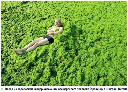 Водоросли в воде и на суше
