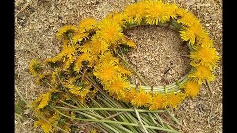 Как заплести венок из одуванчиков