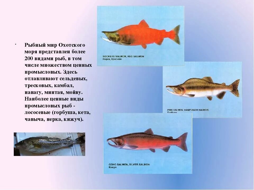 Виды рыб в охотском море