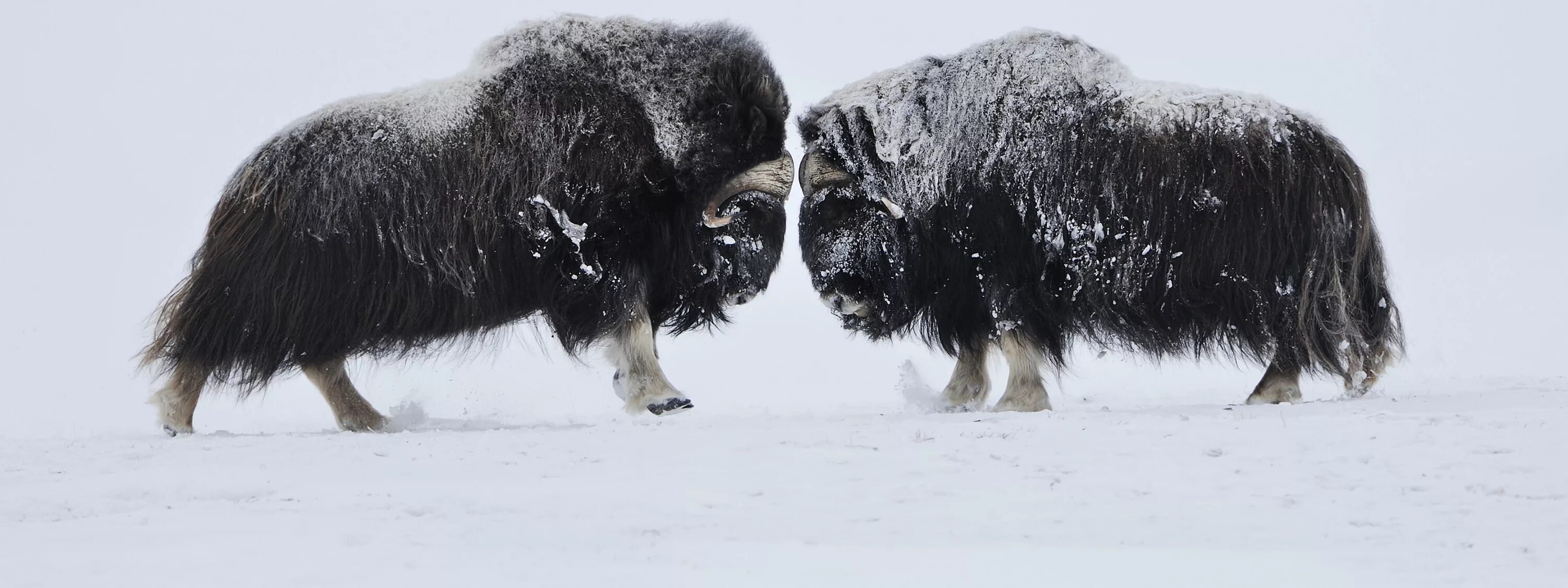 овцебык адаптация. элден ринг овцебык. доспех берсерка elden ring. элден ринг овцебык. сет хавела элден ринг.