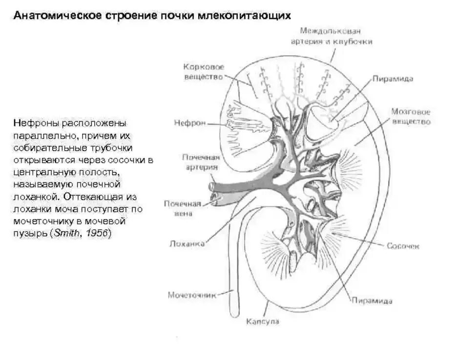 На рисунке 2 изображено строение почки. Строение почек млекопитающих. Схема строения почек млекопитающих. Строение почки чёрно белые. Анатомия мочевыделительной системы строение почки.