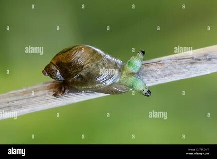 Leucochloridium paradoxum, the green-banded broodsac, is a parasitic flatwo...