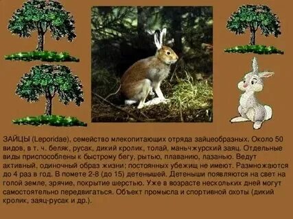 Ареал зайца русака. Среда обитания зайца русака. Ареал распространения заяц беляк. В неурожайные годы животные 3 класс. Изменяет ли место обитания по сезонам заяц.