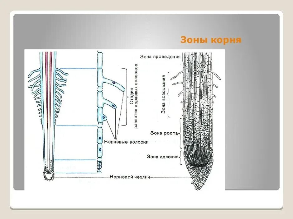 Каково строение корня. Корневой чехлик зоны. Строение корня зоны. Зоны корня схема. Рис 104 строение корня.