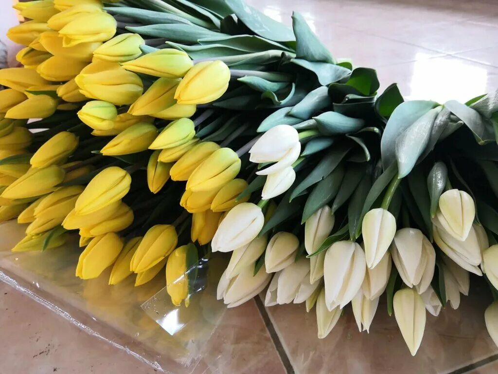 Купить тюльпаны в калуге недорого. Цветущие тюльпаны фото. Тюльпаны калуга. Тюльпаны калуга купить. Калужские тюльпаны.