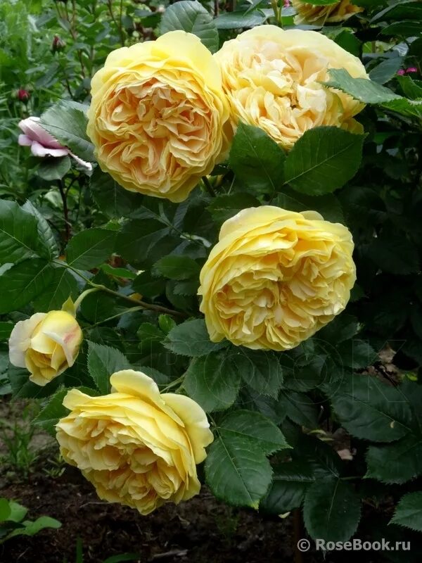 Галерея - Golden Zest (JACbelgo, 100 Idees Jardin, Continued Friendship, Sweet C