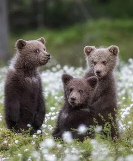 Little baby bear