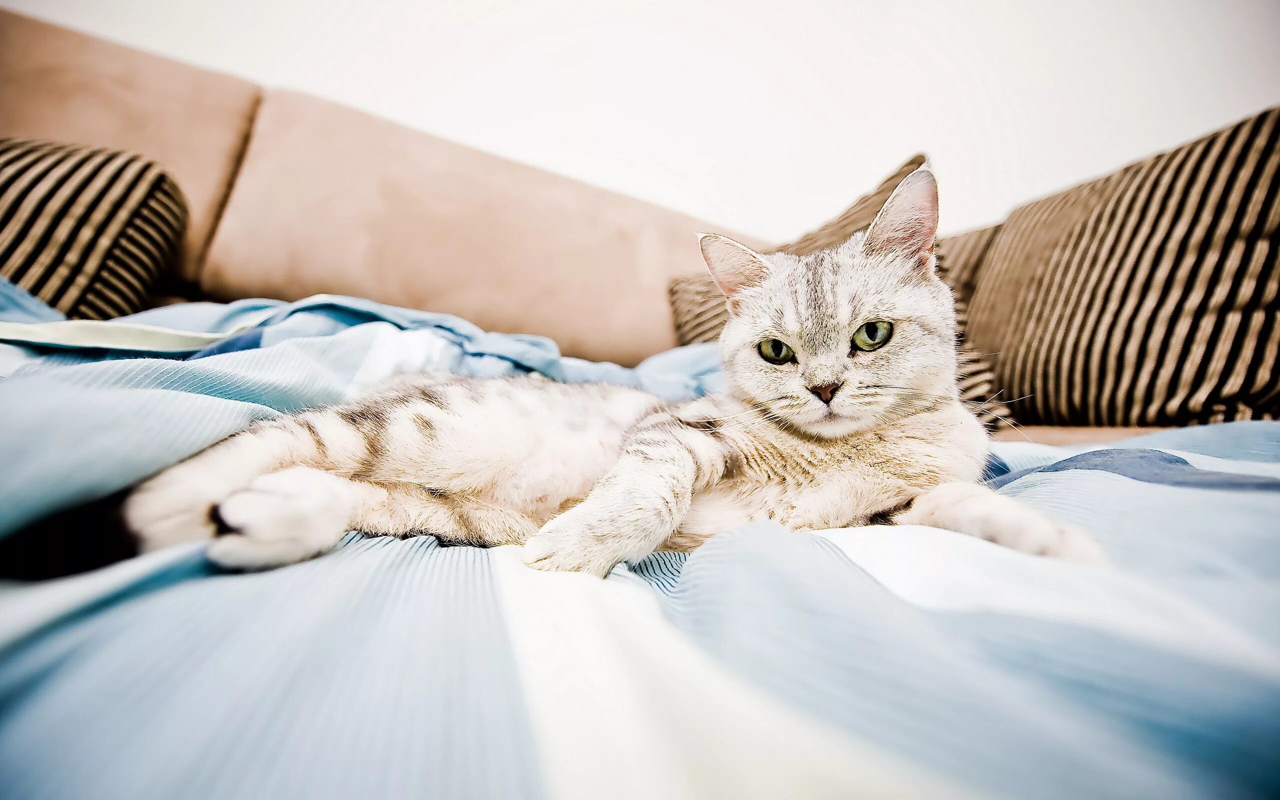 на кровати лежал кот. котенок лежит на кровати. спящий кот. валяться в постели. котенок в кровати.