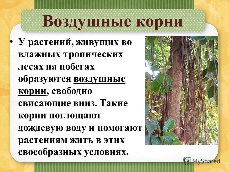 Воздушное питание корня. Воздушные корни. Растения с воздушными корнями. Растения у которых воздушные корни. Растение в тропиках корень.