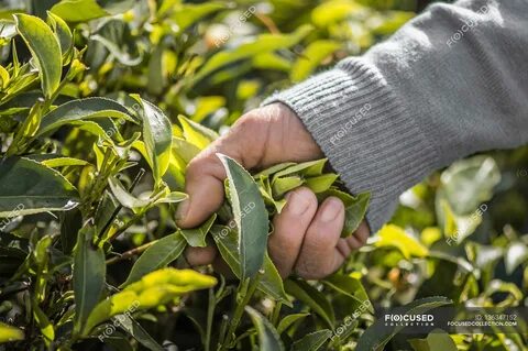 Pick leaves