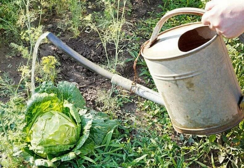 Полить соленой водой. Полив капусты. Полив капусты в открытом грунте. Полив белокочанной капусты. Полив капусты дождеванием.