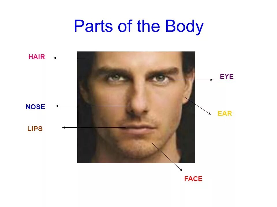 Написать внешность. Описание внешности. Описание внешности части лица. Описание внешности face. Describing appearance face.
