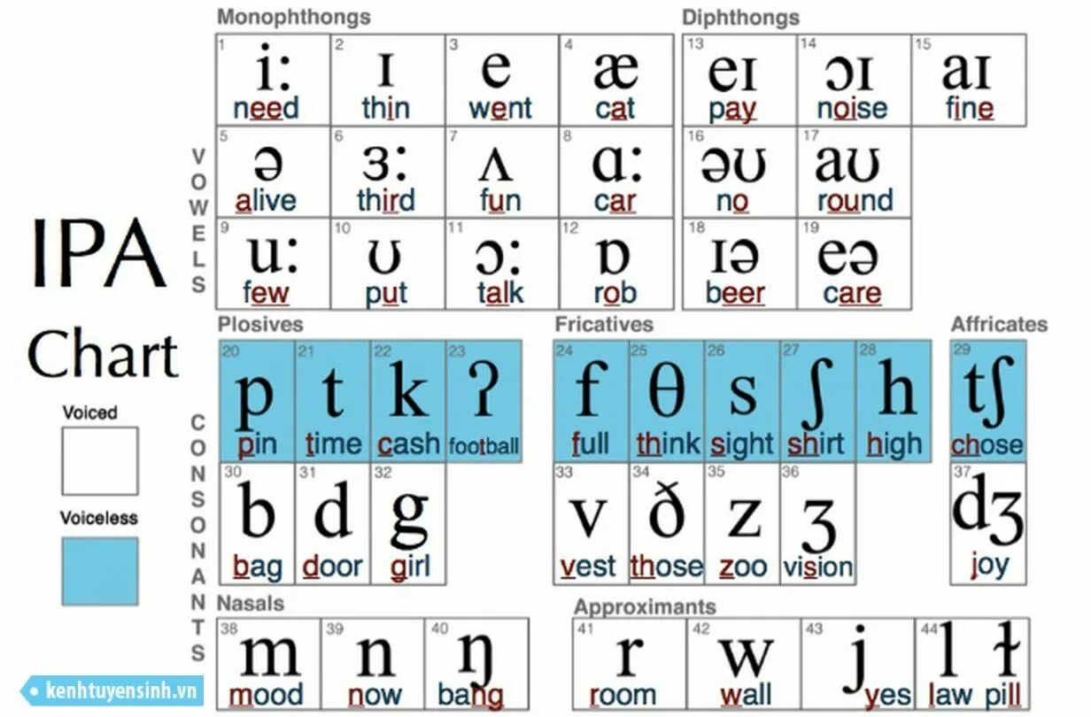 Английская транскрипция учить. International Phonetic Alphabet English. Транскрипционные значки в английском. Английская транскрипция. Значки английской транскрипции.