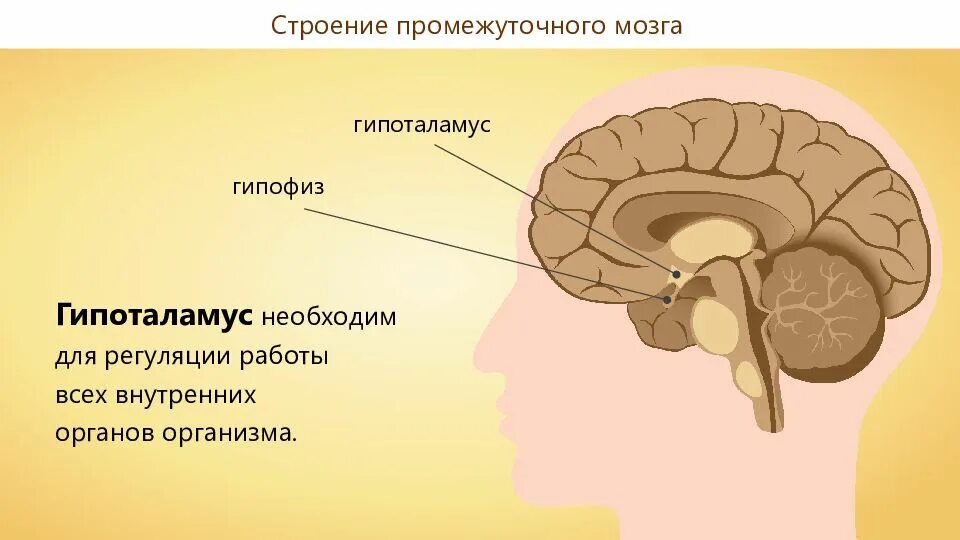 Анатомические структуры конечного мозга. Структуры переднего мозга. Строение и функции конечного мозга больших полушарий. Передний мозг мозг. Промежуточный мозг основные структуры и их функции.