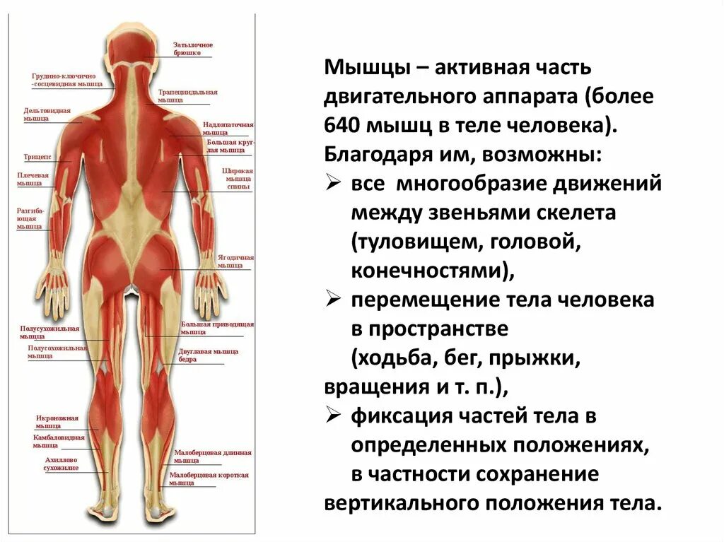 Активная мышца. Строение мышц опорно двигательная система. Опорно двигательная система мышцы человека анатомия. Функции активной части опорно-двигательного аппарата. Мышцы - активная часть двигательного аппарата..