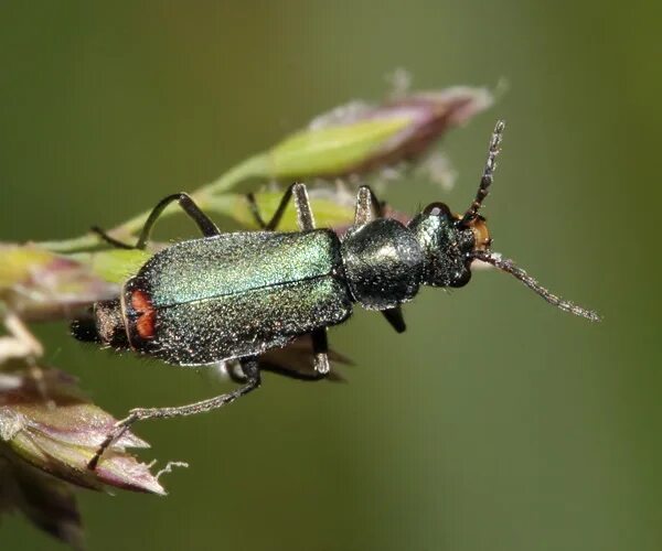 Летающие жуки. Жук щелкун. Жуки 16. Жуки 16. Жук 3м.