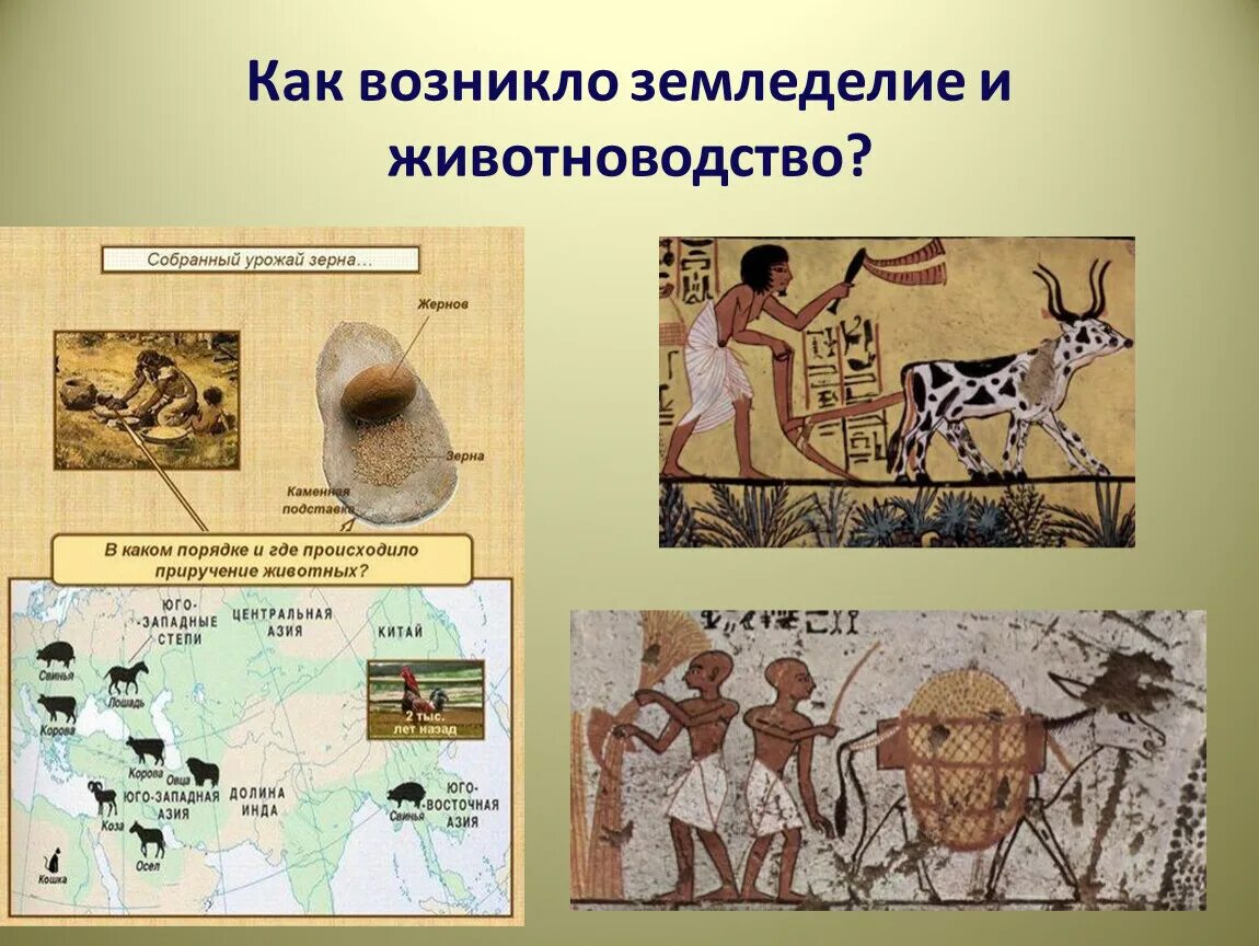 Как возникло земледелие. Как фозникло земледелие и животно. презентация на тему земледелие. как появилось земледелие и скотоводство. сководоство иземледение появилось.