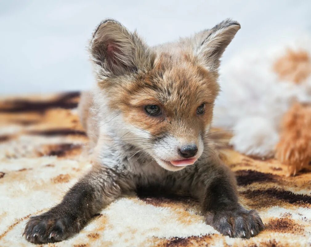 необычные лисы. лапа лисы. милые лисята. лапки лисенка. лиса.