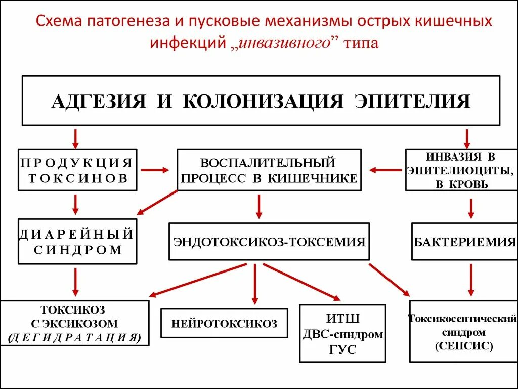 Развитие кишечной инфекции. Патогенез кишечных инфекций. острые кишечные инфекции патогенез. патогенез кишечных инфекций у детей. патогенез острых кишечных инфекций у детей.