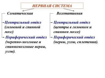 Соматическая и вегетативная работа сердца