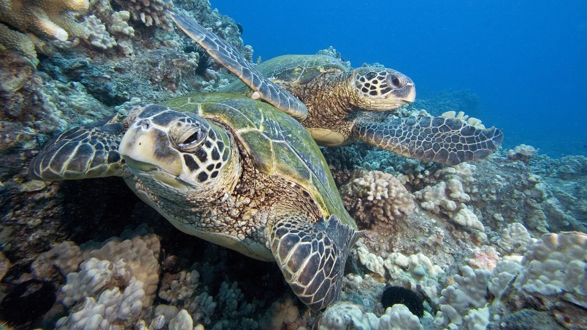 Какой группе морских обитателей относится морская черепаха. Дальян черепахи. Нектон черепахи. Коралловая черепаха. Черепахи Атлантического океана.