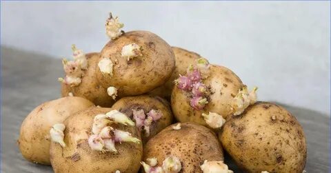 Бровки картофеля