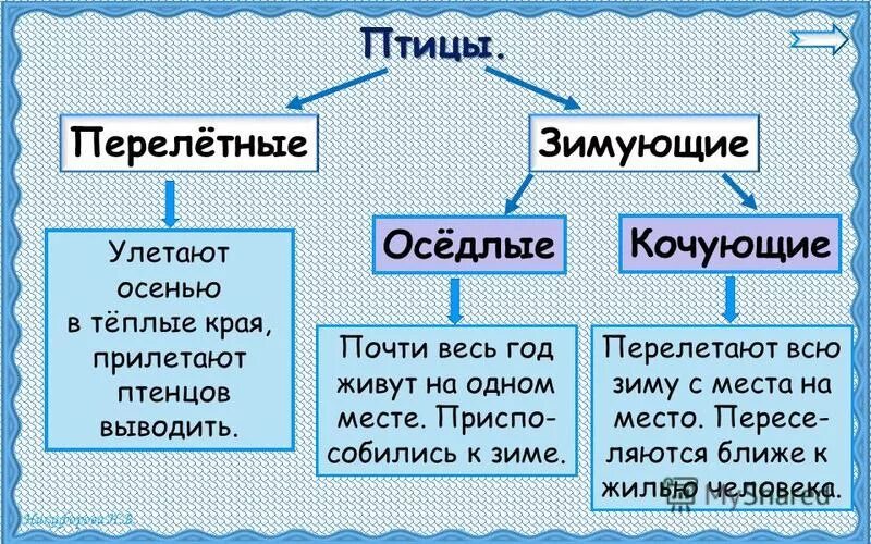 Оседлые это какие. Классификация птиц перелетные Кочующие оседлые. Перелетные и оседлые птицы таблица. Зимующие и Кочующие птицы. Перелетные зимующие и Кочующие птицы.