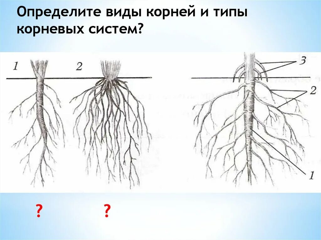 Видео корневых. Строение корня и типы корневых систем. Схема корневой системы.