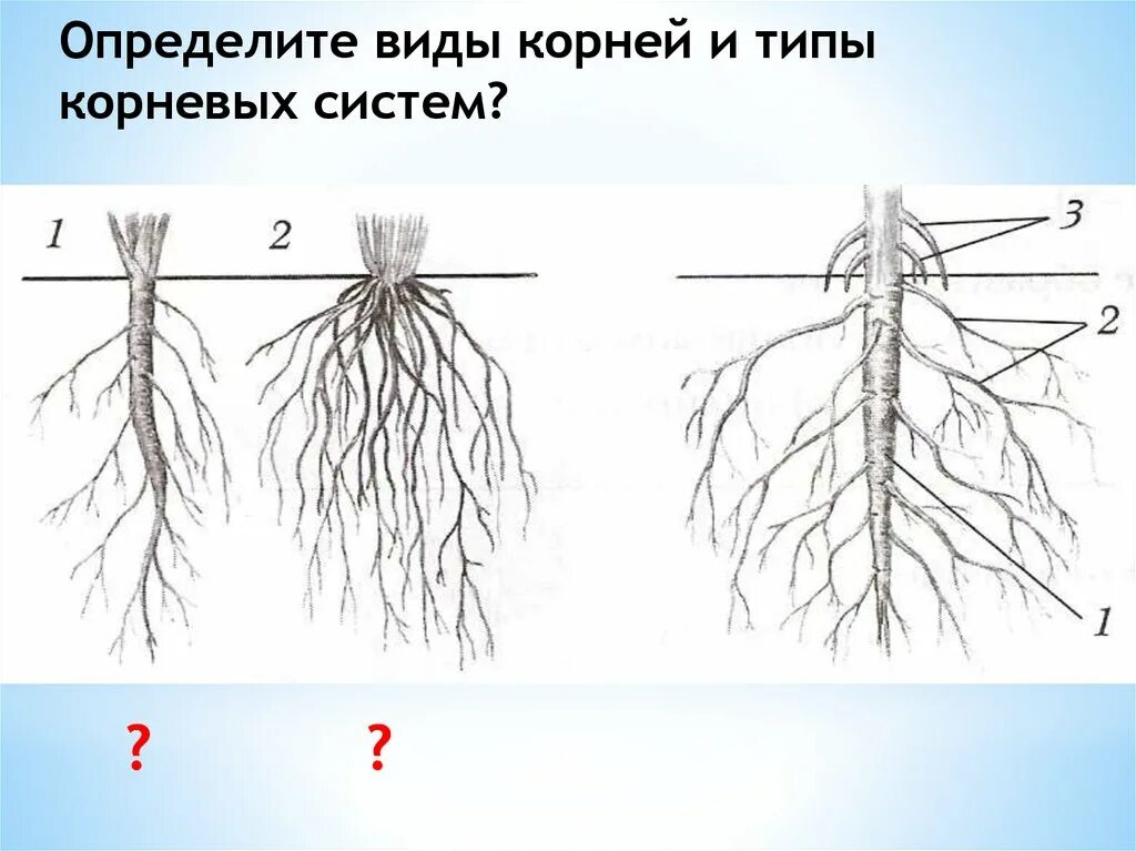 Корневые корешки. Строение корня и типы корневых систем. Схема корневой системы.