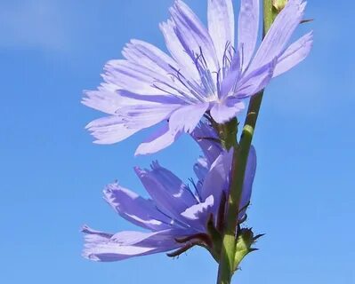 Chicory a colorful tale