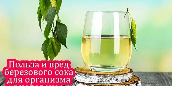 Берёзовый сок польза и вред. Полезен березовый сок для организма. Польза березового сока. Чем полезен березовый сок для организма. Березовый сок чем полезен и вреден