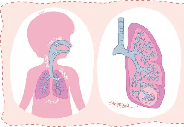 Попадание воздуха в полость. Как воздух попадает в лёгкие. Как попадает воздух в легкие схема. Как устроены легкие для детей. Как воздух попадает в легкие для детей.